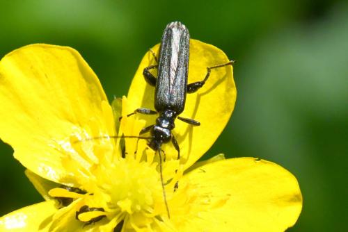 Réf. 258 569 : Oedemera tristis